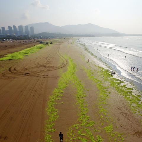 青岛浒苔爆发时间的相关长尾关键词有哪些