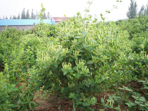 合适青岛种植药材有哪些