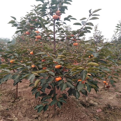 青岛柿树苗圃有哪些品种